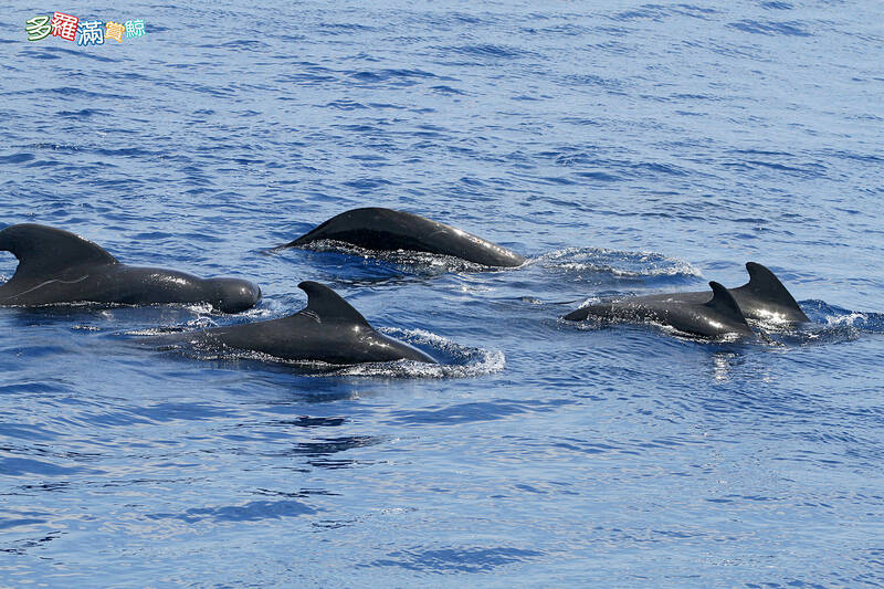 Whale watchers spot about 50 pilot whales in Hualien