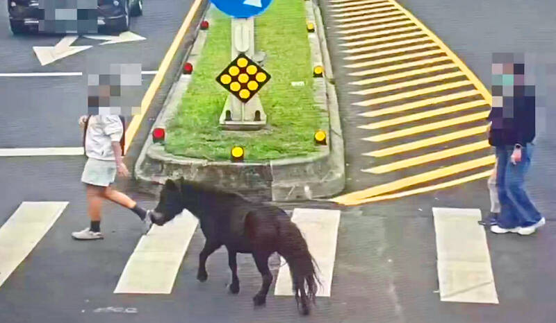 Miniature horse found wandering Taipei again