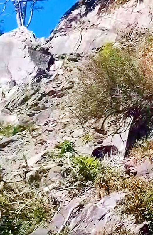 Yushan National Park warns of black bear encounters