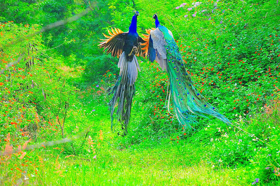 Kinmen unveils new plan to resolve peacock problem