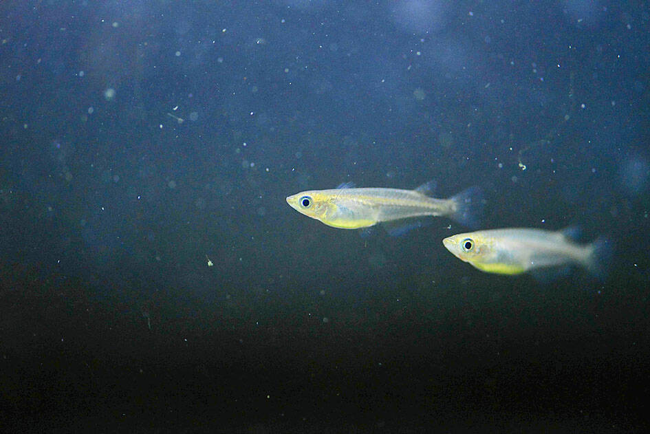 Research finds fish species endemic to Taiwan proper