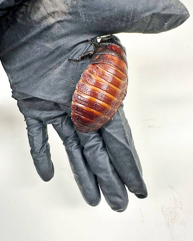 Australian caught with 100,000 illegal roaches