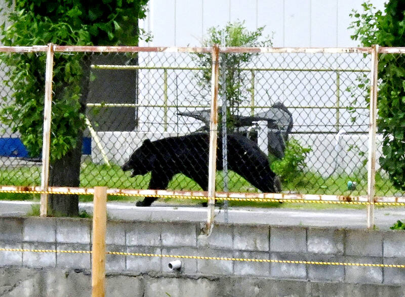 Japanese city suspends schools after bear sighting