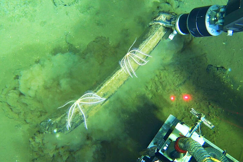 5.3-million-year-old whale graveyard hotspot found in Indian Ocean