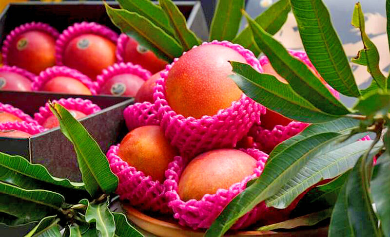 South Korea extends preferential tariff on Taiwan fruit imports