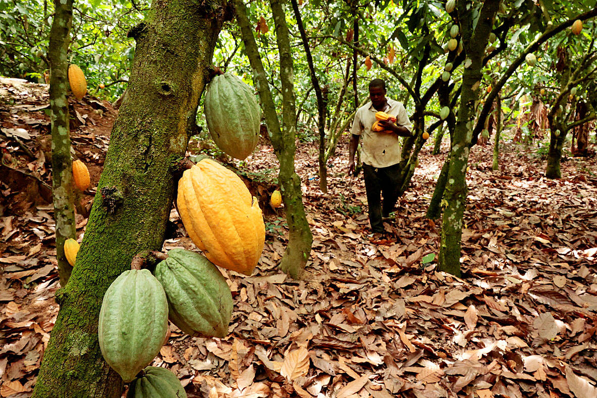 Strong El Nino Likely to Disrupt Global Cocoa, Coffee and Sugar Crops