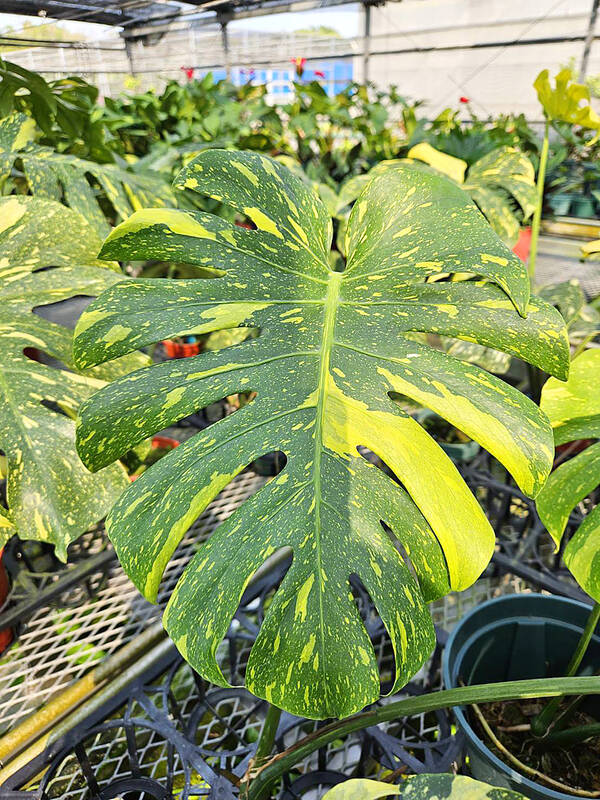 taipeitimes.com - 台北時報 - Station develops new Swiss cheese plant cultivar
