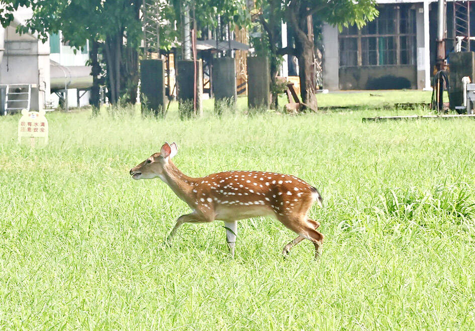 Deer on loose in Kaohsiung caught