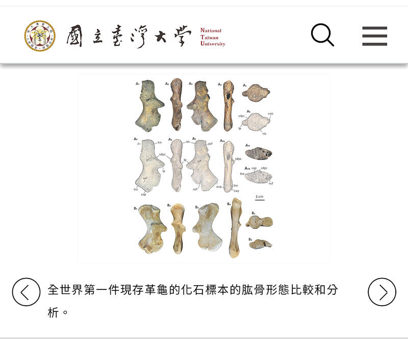 Fossil link for sea turtles found off coast of Taiwan