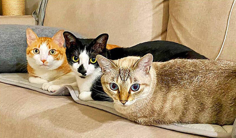 Some pesticides can harm cats in particular