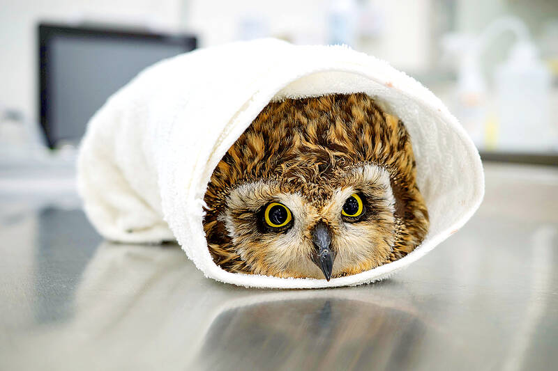 Peek-a-whoo
