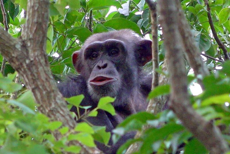 Two chimps escape through unsecured doors: Taipei Zoo
