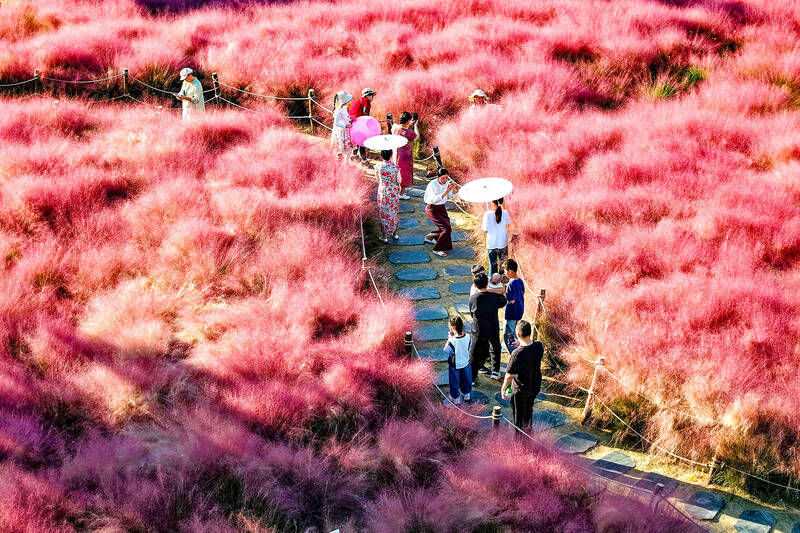 Grass not always pinker